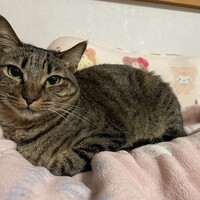 ラピス