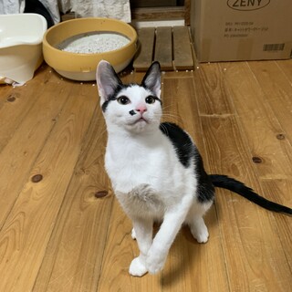 こゆきちゃん♀　白黒