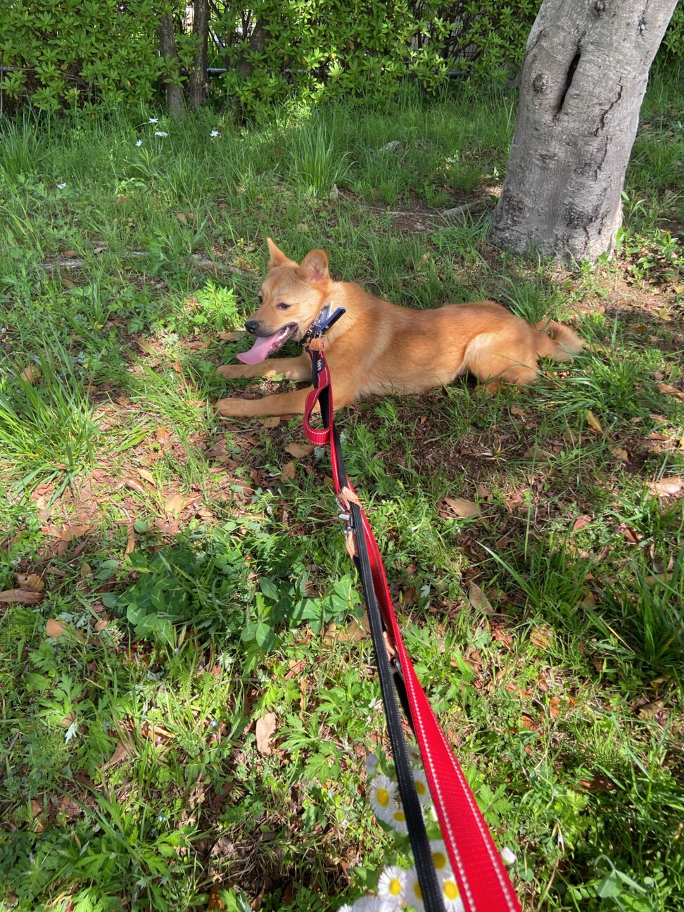 たぬき顔で可愛い✴︎オレオの家族を探してます。 サムネイル2