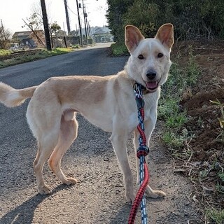 人馴れ成長中！野犬のプリンス★四郎くん