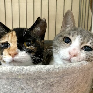 姉妹一緒に譲渡希望(^^)推定7ヶ月