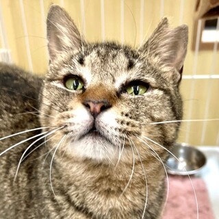 動物病院の保護猫・初めて猫を飼う方におススメ！