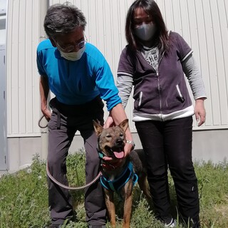 長野安曇野市の里親様に迎えて頂きましたカイくん1歳