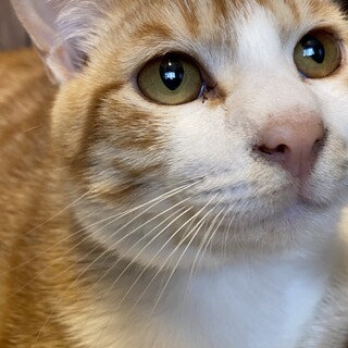 1歳くらいの茶トラの男の子