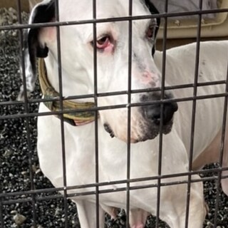 繫殖場よりレスキュー　グレートデン♀