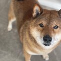 柴犬の茶太郎に幸せを