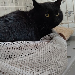 まるまるくろたん