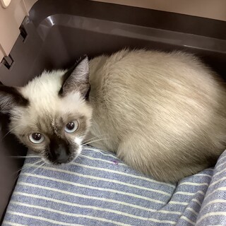 シャムMixのチャチャちゃん♀️