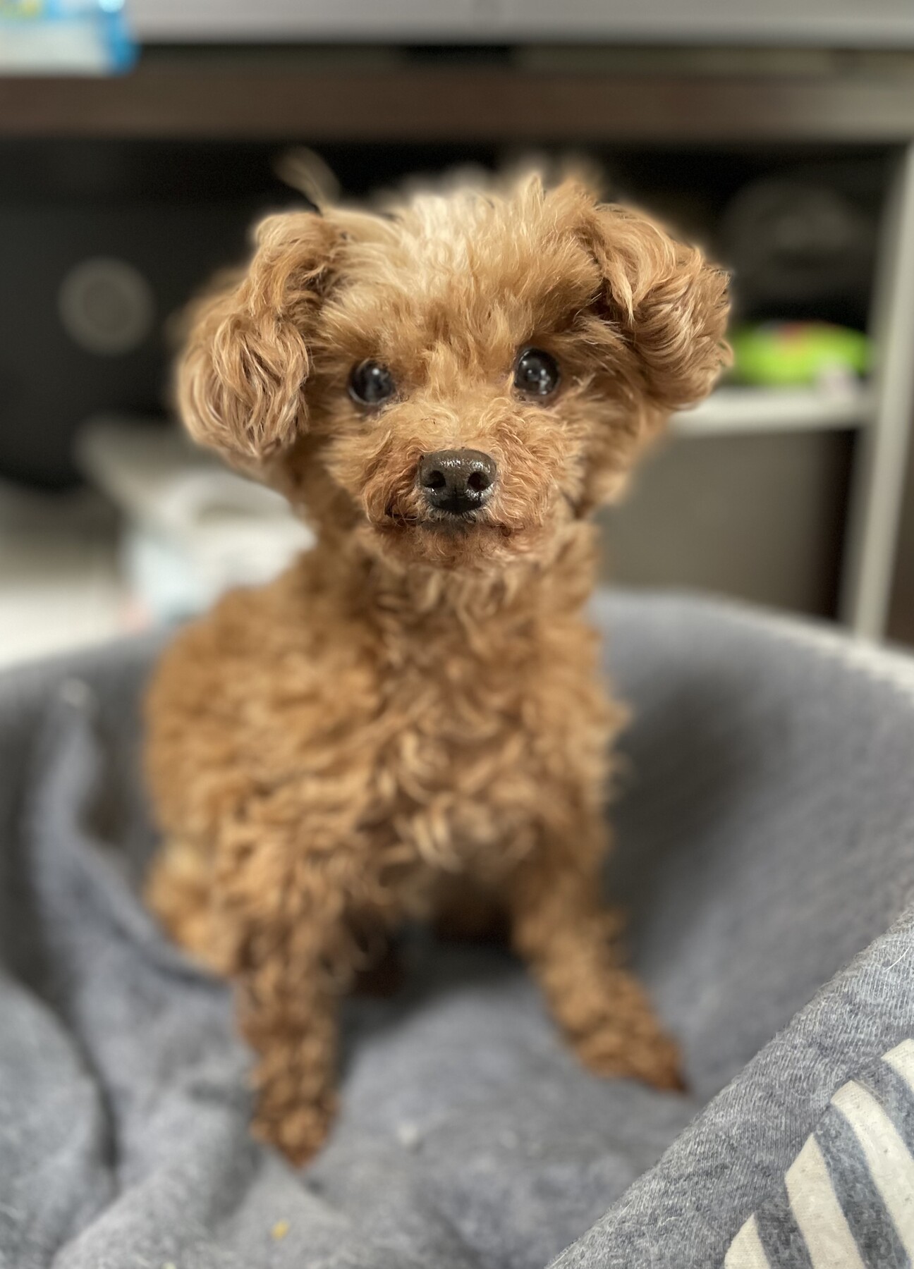 交渉中 ぬいぐるみのよう 長野県 犬の里親募集 ペットのおうち 月間利用者150万人