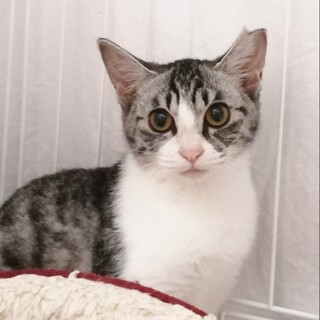 動物病院の保護猫・サバ白のきれいな女の子