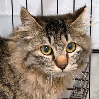 動物病院の保護猫・ふわふわ♪お返事する女の子