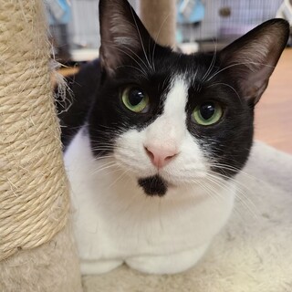 スイーツシリーズ　ビビりなママ猫　マカロン♀