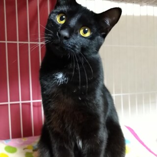 数字シリーズ第７弾　黒猫男子　ゴウガ♂