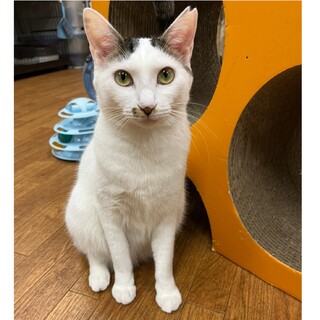 シャイガール♡　キジ白女子　姫夏（ひめな）♀