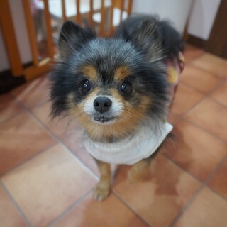 レッサーパンダ似のなつめちゃん♪