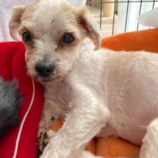 人もお散歩も大好き、元気なシニア男子トニー