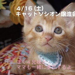 キャットソシオン譲渡会＊第127回