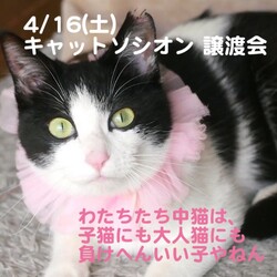 キャットソシオン譲渡会＊第127回 サムネイル2