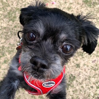 いつもニコニコ明るい男の子エルフ