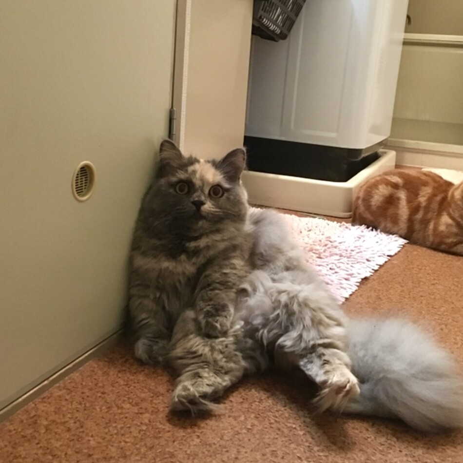 れもん（通称ぽよみ）のカバー写真