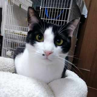 数字シリーズ第７弾　ハチワレ男子　ゴク♂