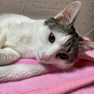 三毛猫11ヶ月⭐︎麦ちゃん