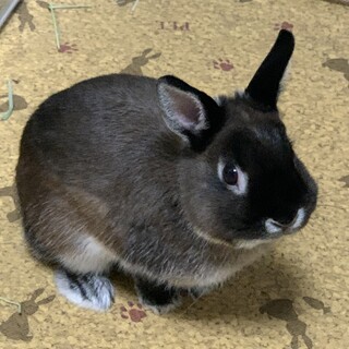 ３歳のネザーランドドワーフ男の子です