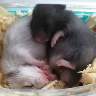 ハムスターの里親募集中