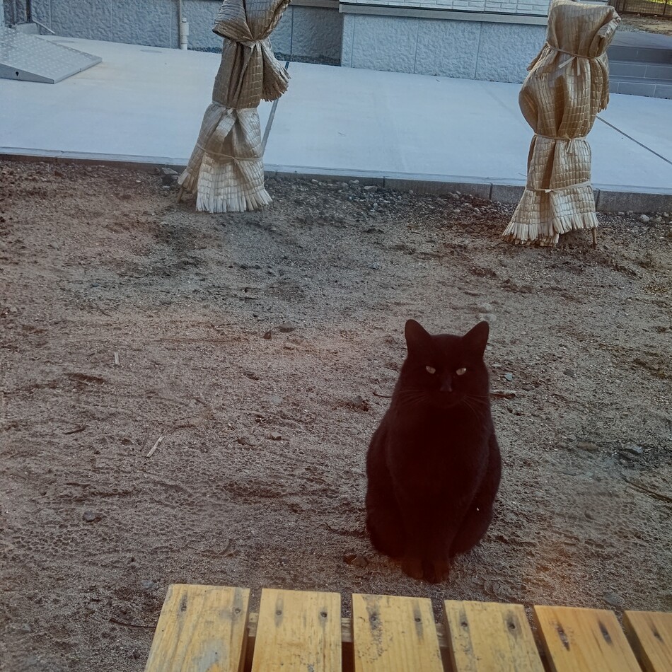 正式に譲渡が決定した子ですのカバー写真