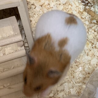 ゴールデンハムスターの女の子です。