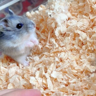 人懐っこいジャンガリアンハムスター男の子