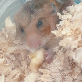 ゴールデンハムスター里親募集！※健康状態必読