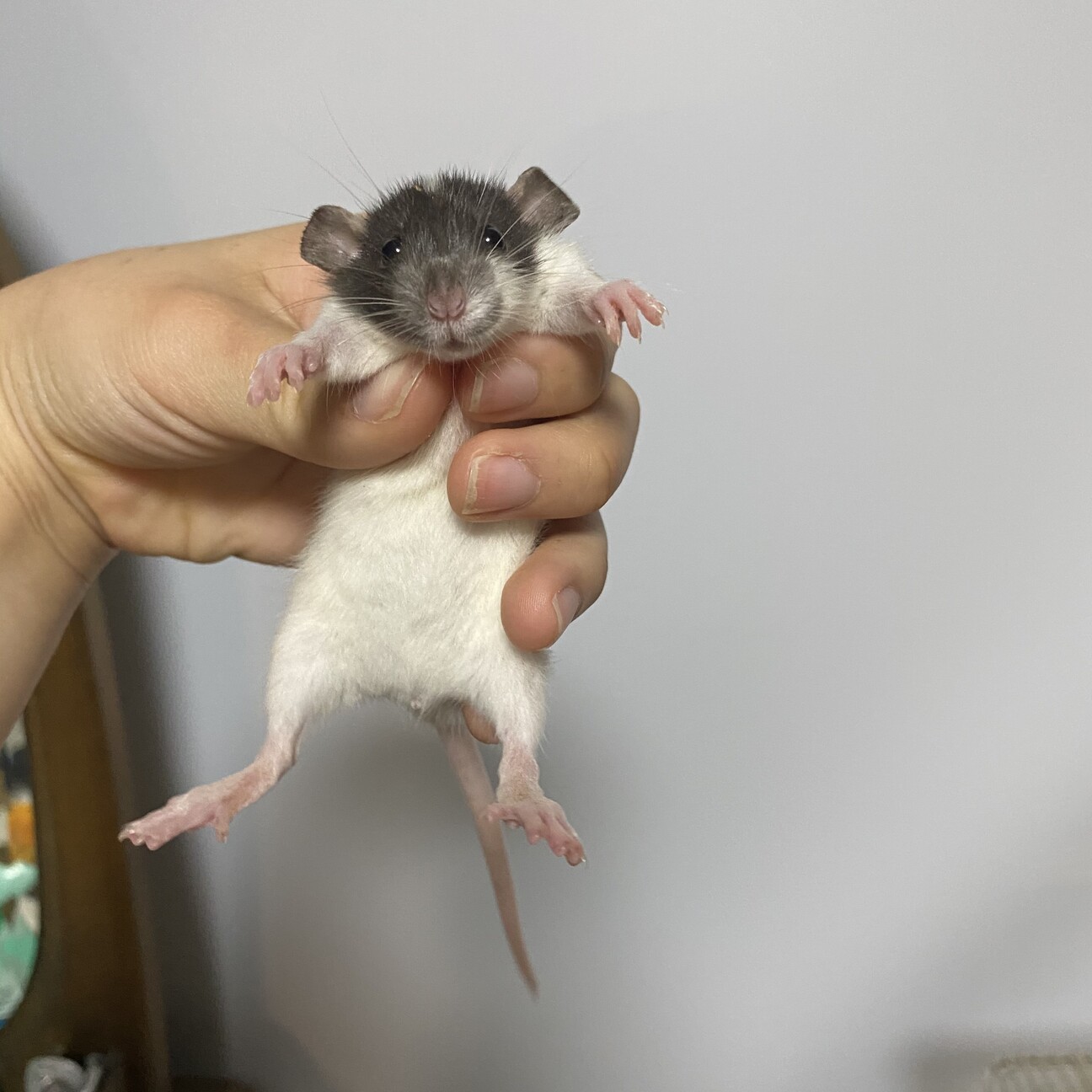 ファンシーラット 可愛い 福岡県 小動物の里親募集 ペットのおうち 月間利用者150万人
