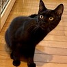 シャープな黒ヒョウ★みたいな艶々黒猫キースくん サムネイル2