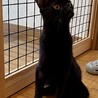 シャープな黒ヒョウ★みたいな艶々黒猫キースくん サムネイル4