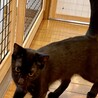シャープな黒ヒョウ★みたいな艶々黒猫キースくん サムネイル5