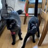 シャープな黒ヒョウ★みたいな艶々黒猫キースくん サムネイル7