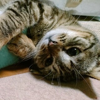 今年は猫年?!特技はゴロスリな女の子♪