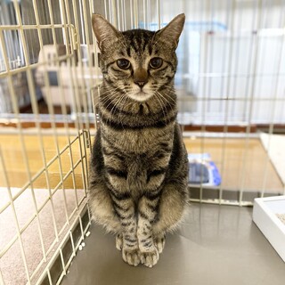 ビビリな可愛い女の子【譲渡会参加】