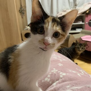 もみじちゃん♀　三毛