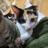 もみじちゃん♀　三毛 サムネイル2