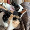 もみじちゃん♀　三毛 サムネイル3