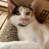 もみじちゃん♀　三毛 サムネイル4