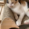 もみじちゃん♀　三毛 サムネイル5