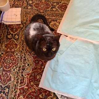 大ケガから生還の黒猫「くまこ」