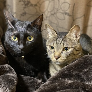 かわいい姉妹猫ちゃんの里親募集します