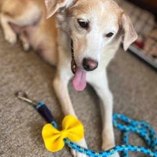 成犬まりちゃん