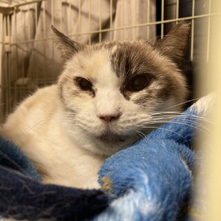 シャム系シニア　メープル