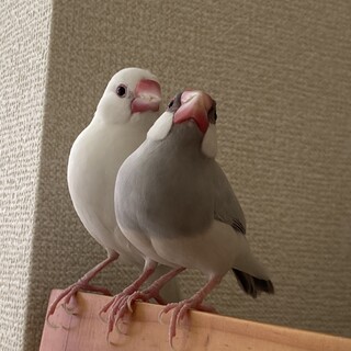 白文鳥、シルバー文鳥の女の子 里親様募集