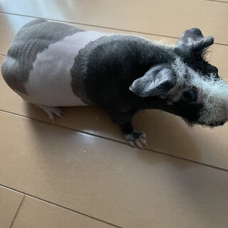 モルモット　スキニーギニアピッグ種の里親さん募集